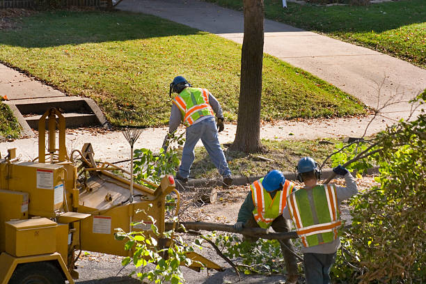 Dead Tree Removal in South Beach, FL